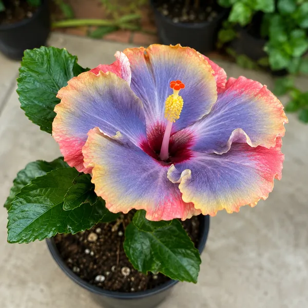 American_Variety_Hibiscus_Flower_Plant