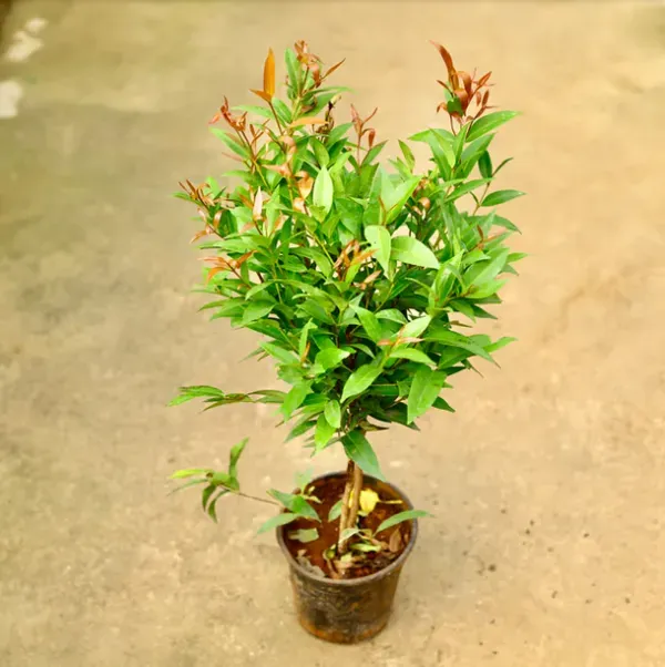 Syzygium_Christina_Tropical_Live_Plant