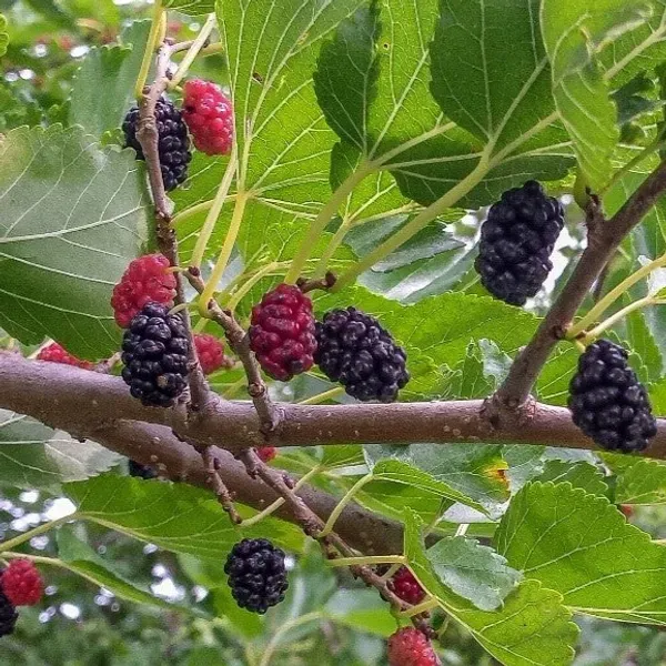Kanva_2_Hybrid_Mul_Berry_Fruit_Plant