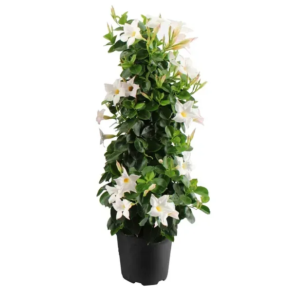 Mandevilla_Flower_Plant_White