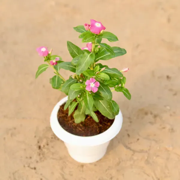 Vinca_Sadabahar_Flower_Plant_Purple