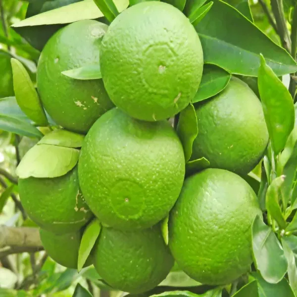 Bari_1_Sweet_Malta_Lemon_Fruit_Plant