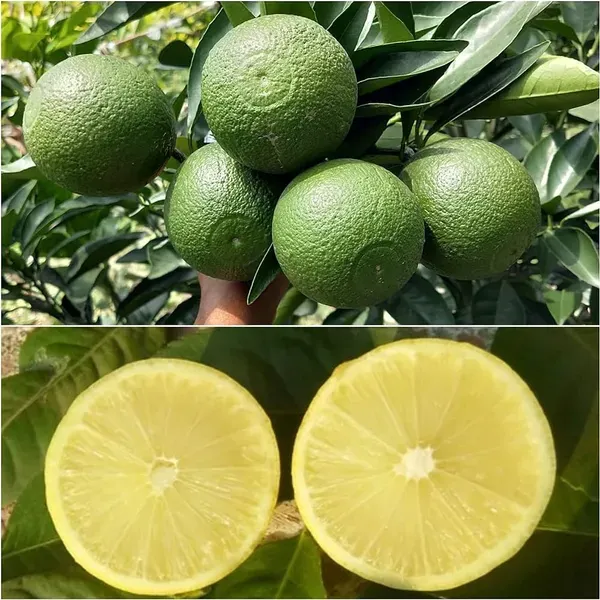 Bari_1_Sweet_Malta_Lemon_Fruit_Plant