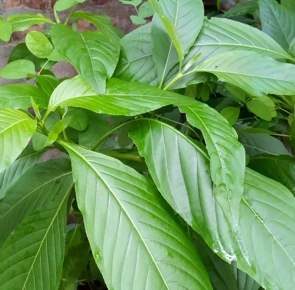 Basak_Leaf_Plant_For_Home_Garden