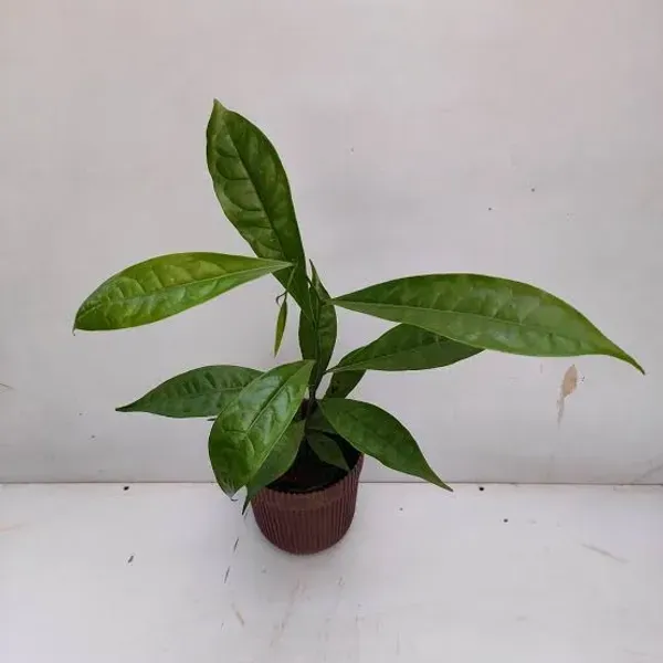 Artabotrys_Hexapetalus_Green_Champa_Flowers_Plant