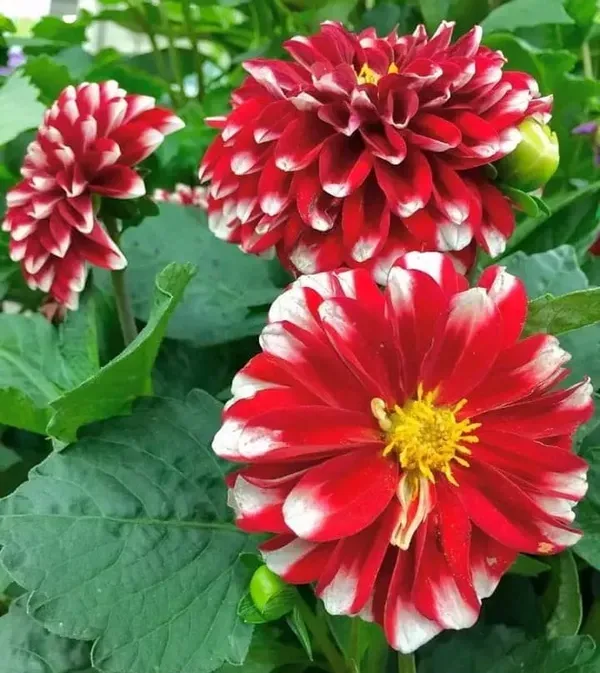 Dahlia_Flower_Plant_Variegated_White_Red