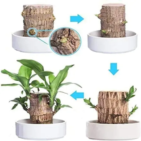 Brazil_Good_Luck_Wood_Water_Bamboo_Plant