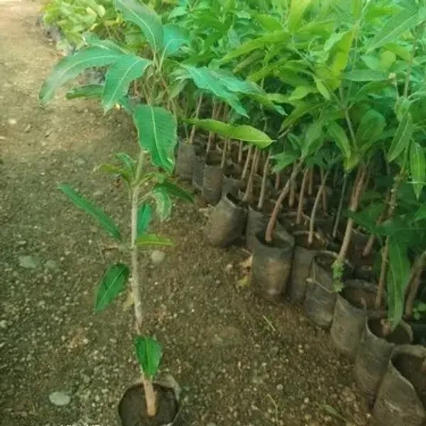 Banganapalle_Mango_Grafted_Fruit_Plant