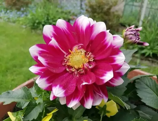 Dahlia_Flower_Plant_Variegated_White_Red