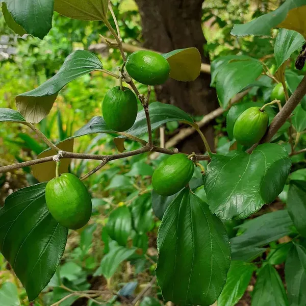 Coconut_Apple_Ber_Grafted_Hybrid_Fruit_Plant