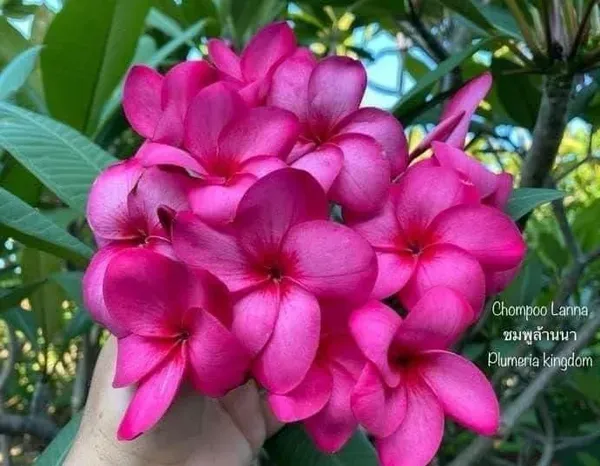 Dwarf_Variety_Pulmeria_Flower_Plant