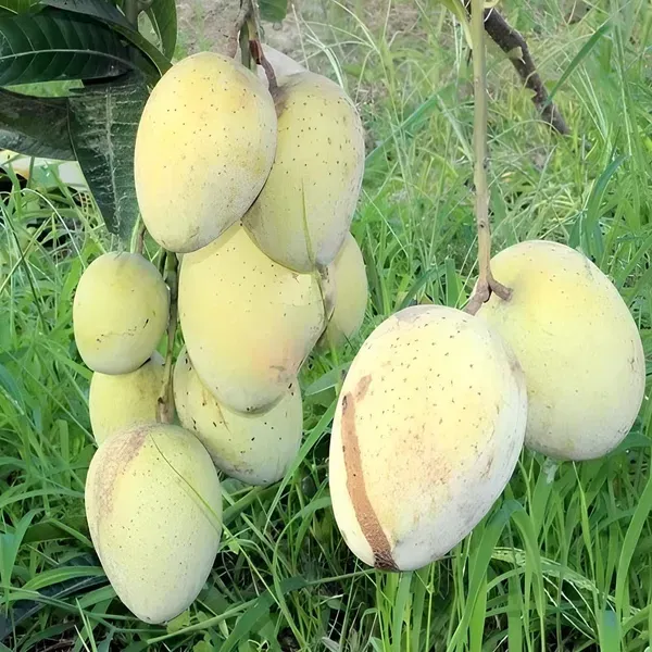 Gourmati_Mango_Grafted_Fruit_Plant