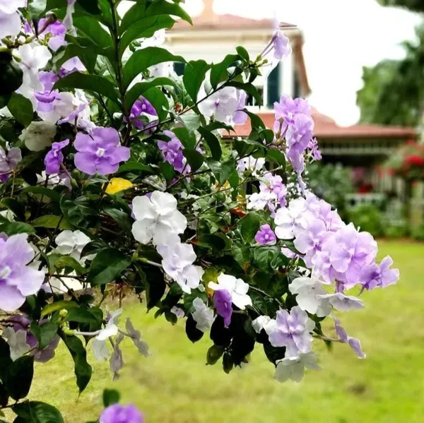 Yesterday_Today_And_Tomorrow_Flower_Plant_Brunfelsia_Latifolia