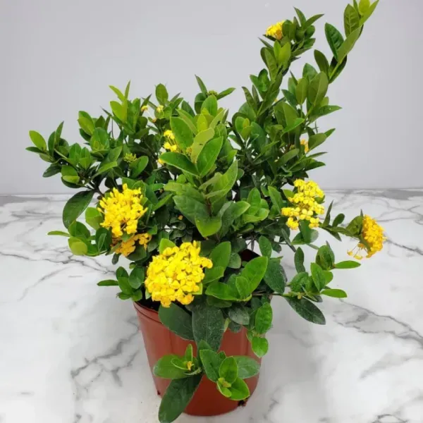 Chinese_Ixora_Flower_Plants_Yellow