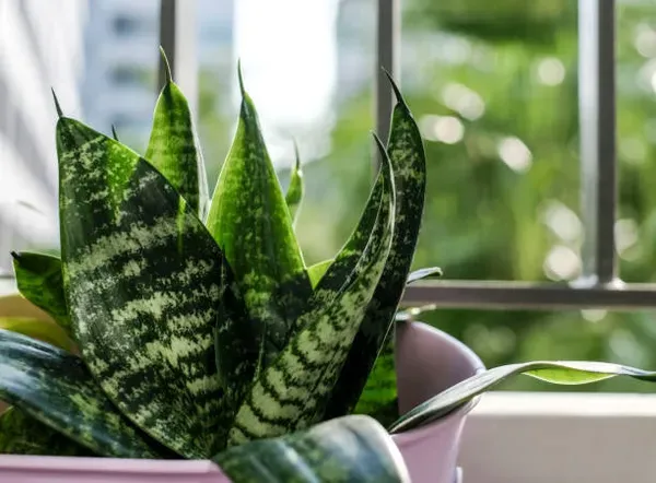 Snake_Plant_Small_For_Home_Garden