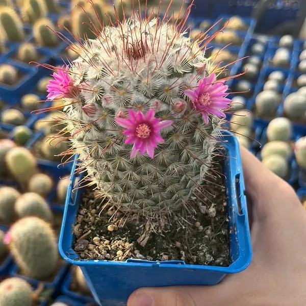 Mammillaria_Perez_De_La_Rosa_Cactus