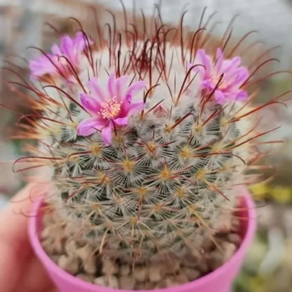 Mammillaria_Perez_De_La_Rosa_Cactus