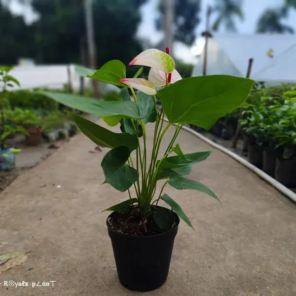 Anthurium_Andreanum_Bi_Colour_Gift_Plants
