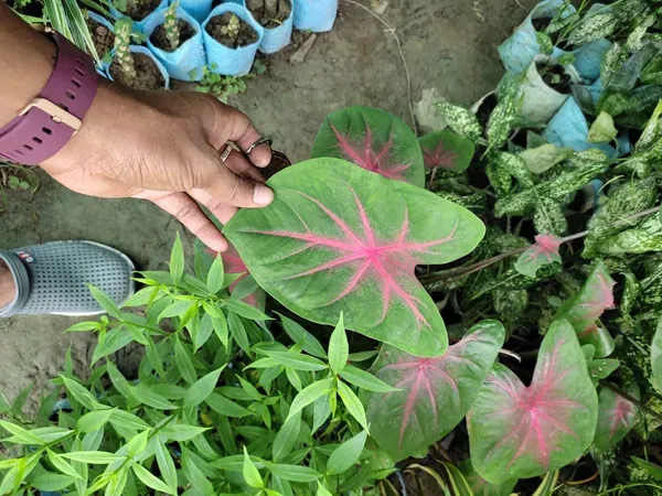 Caladium_Bi_Colour_Syngonium_Plant