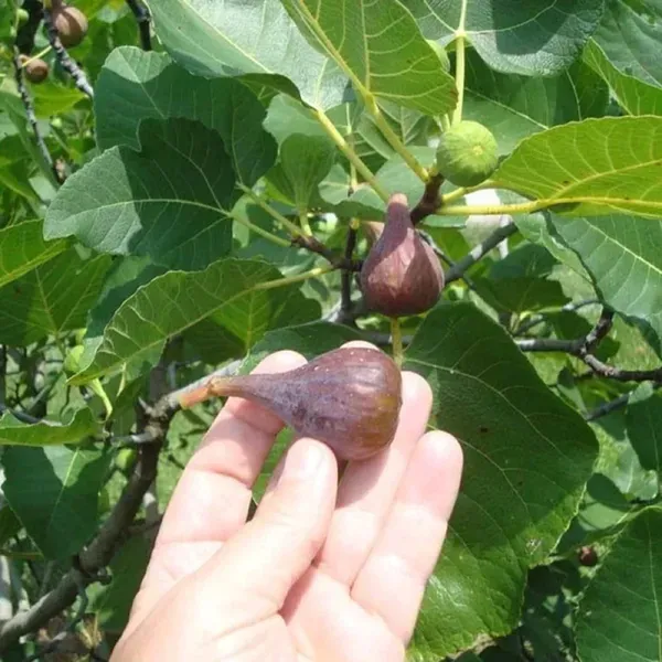 Turkey_Fig_Live_Fruit_Plant_For_Home_Garden