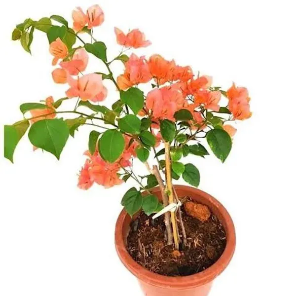 Orange_Wonder_Bougainvillea_Flower_Plant_Orange
