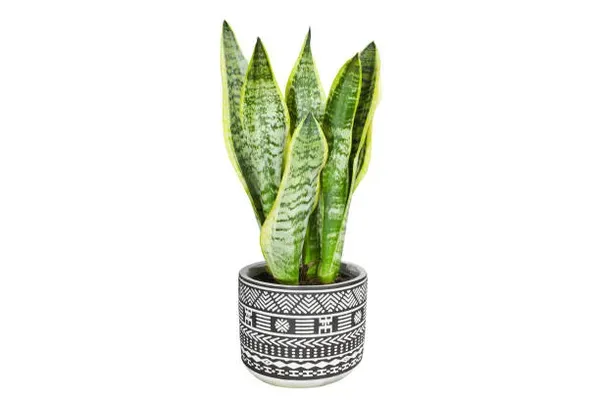 Snake_Plant_Medium_For_Home_Garden