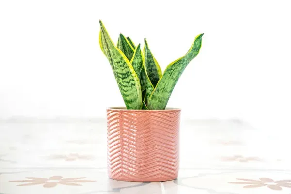 Snake_Plant_Medium_For_Home_Garden