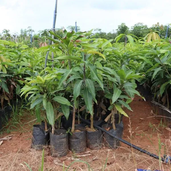 King_Of_Chakapath_Mango_Grafted_Fruit_Plant