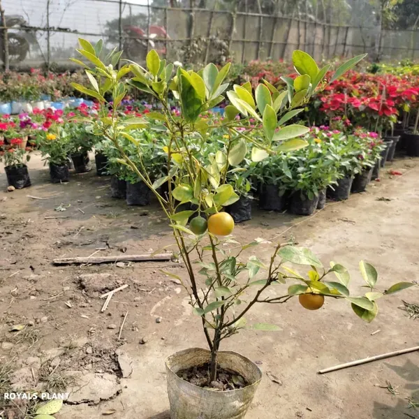 All_Time_Kamkot_Lemon_Fruit_Plant