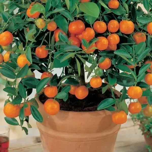 All_Time_Kamkot_Lemon_Fruit_Plant