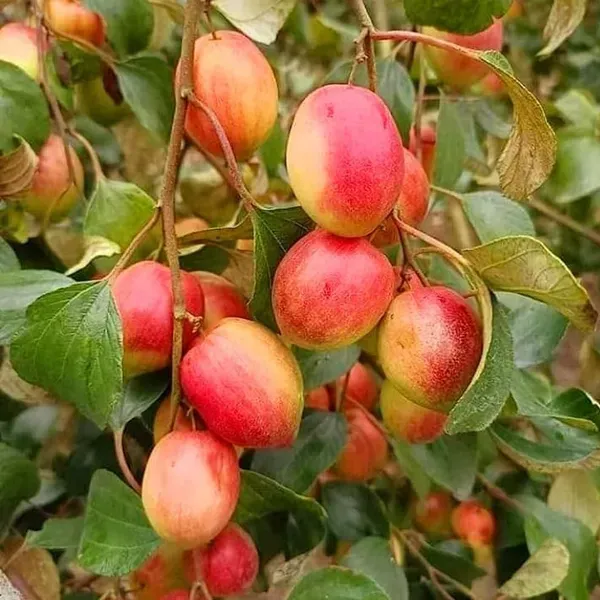 Thai_Variety_Red_Apple_Ber_Grafting_Fruit_Plant
