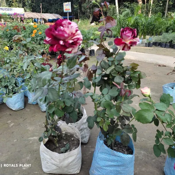 Abracadabra_Rose_Flower_Plant_For_Home_Garden