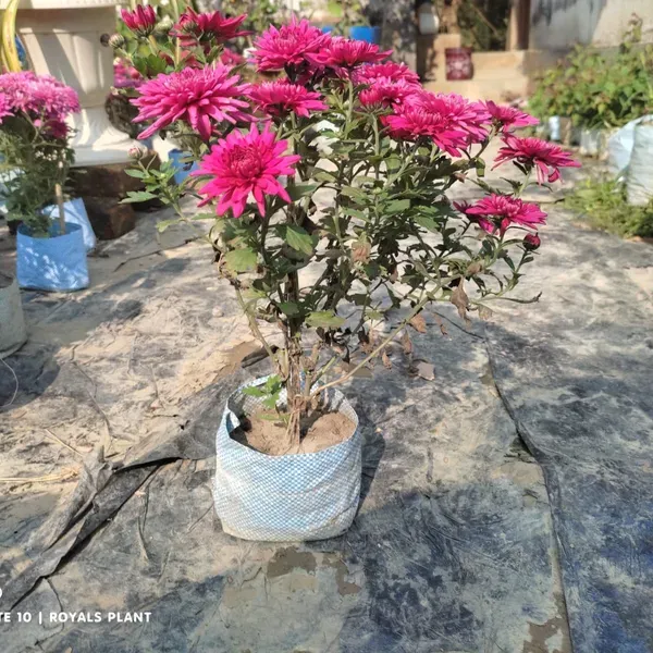 Chrysanthemum_Chandramallika_Flower_Plant_Purple