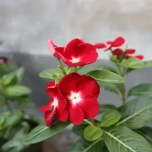 Vinca_Sadabahar_Flower_Plant_Red