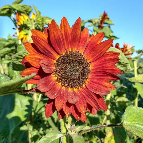 Sun_Flower_Live_Plant_Red_For_Home_Garden
