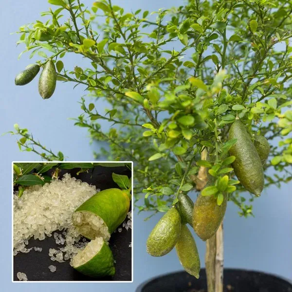 Australian_Finger_Lemon_Fruit_Plant