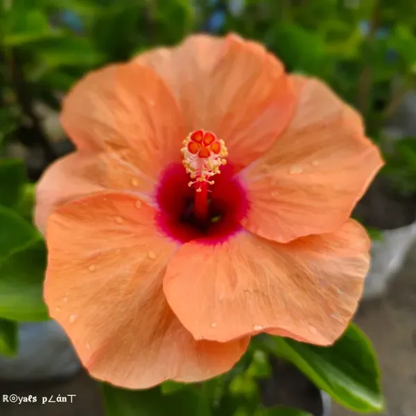 Moscheutos_Mallow_Orange_Large_Petal_Hibiscus_Flower_Plant