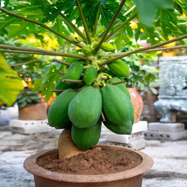 Dwarf_Variety_Tropical_Papaya_Live_Fruit_Plant