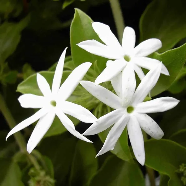 Star_Jasmine_Perfuming_Flower_Plant_White