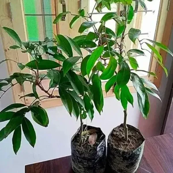 Muzaffarpur_Shahi_Litchi_Fruit_Plant_Lychee