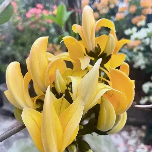 Butea_Monosperma_Palash_Flower_Plant_Yellow
