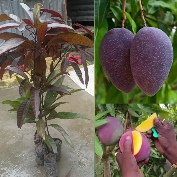 Blackstone_Mango_Grafted_Fruit_Plant