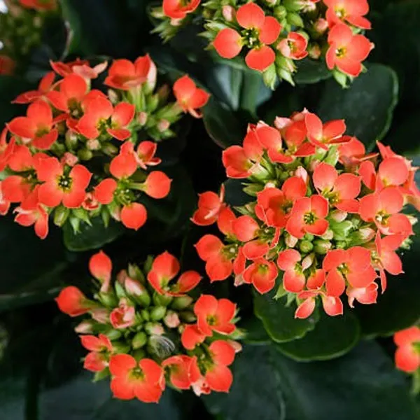 Kalanchoe_Flower_Plant_Orange