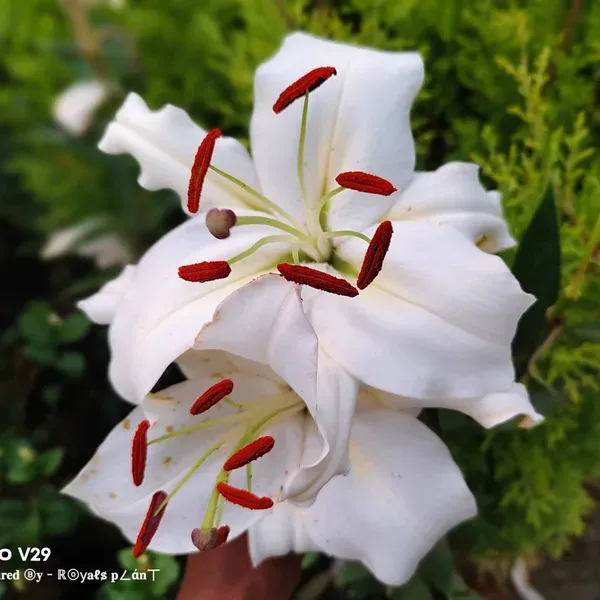 Lilium_Casa_Blanca_Lilly_Flower_Plant