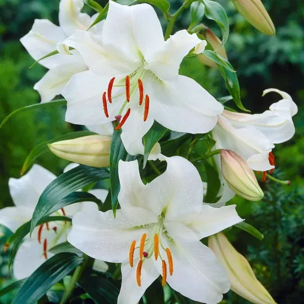 Lilium_Casa_Blanca_Lilly_Flower_Plant