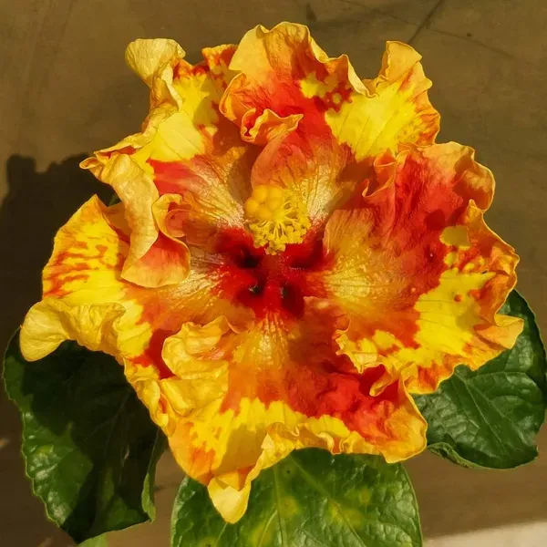 American_Variety_Hibiscus_Flower_Plant