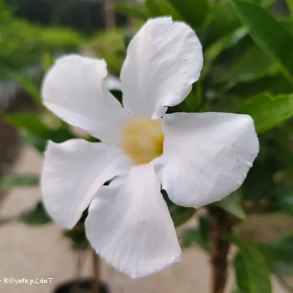 Allamanda_Flower_Plant_White