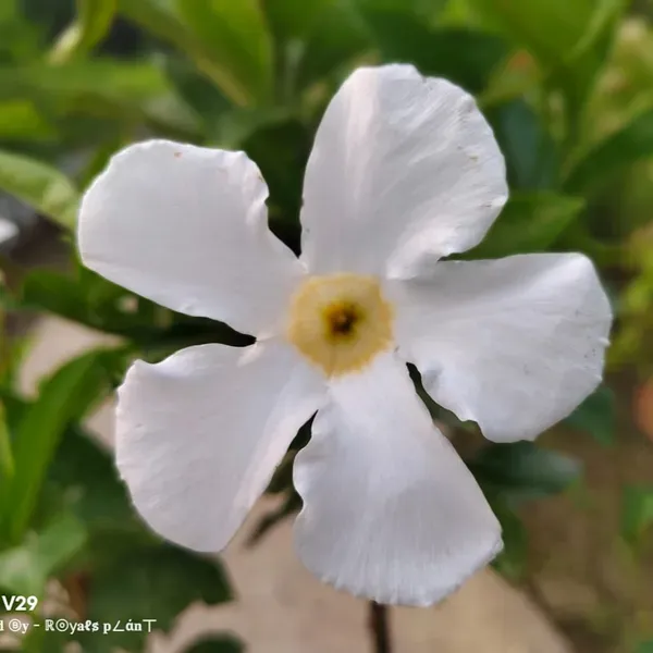 Allamanda_Flower_Plant_White