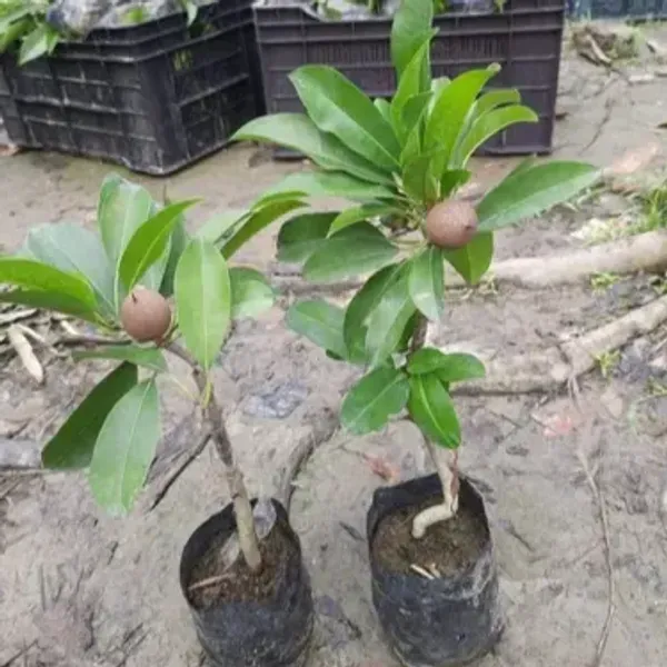 Thai_Variety_Long_Chikoo_Grafted_Fruit_Plant