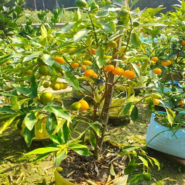 Sweet_Kamkot_Lemon_Fruit_Plant